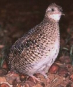 Dwarf Tinamou