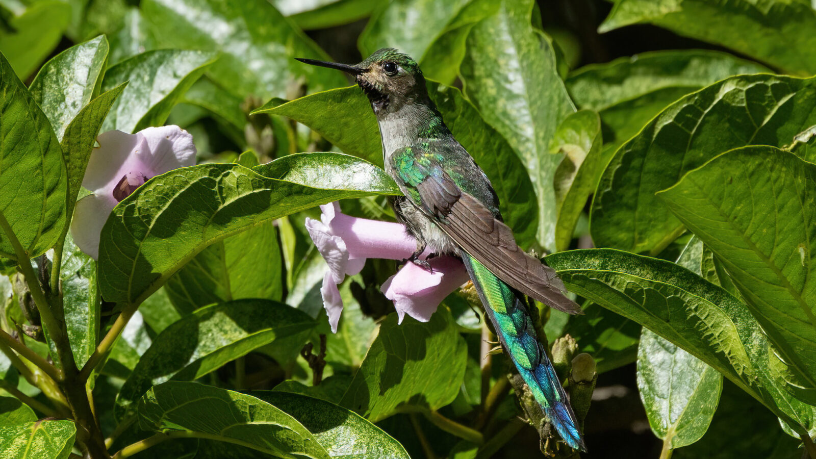 Grey-bellied Comet