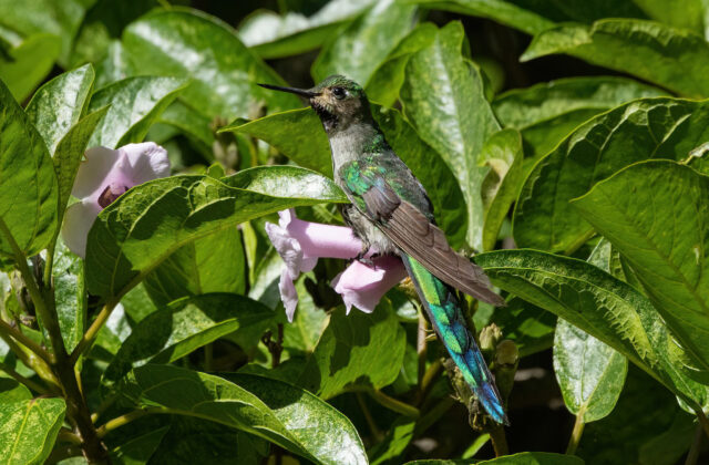 Grey-bellied Comet