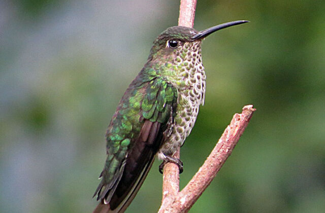 Many-spotted Hummingbird