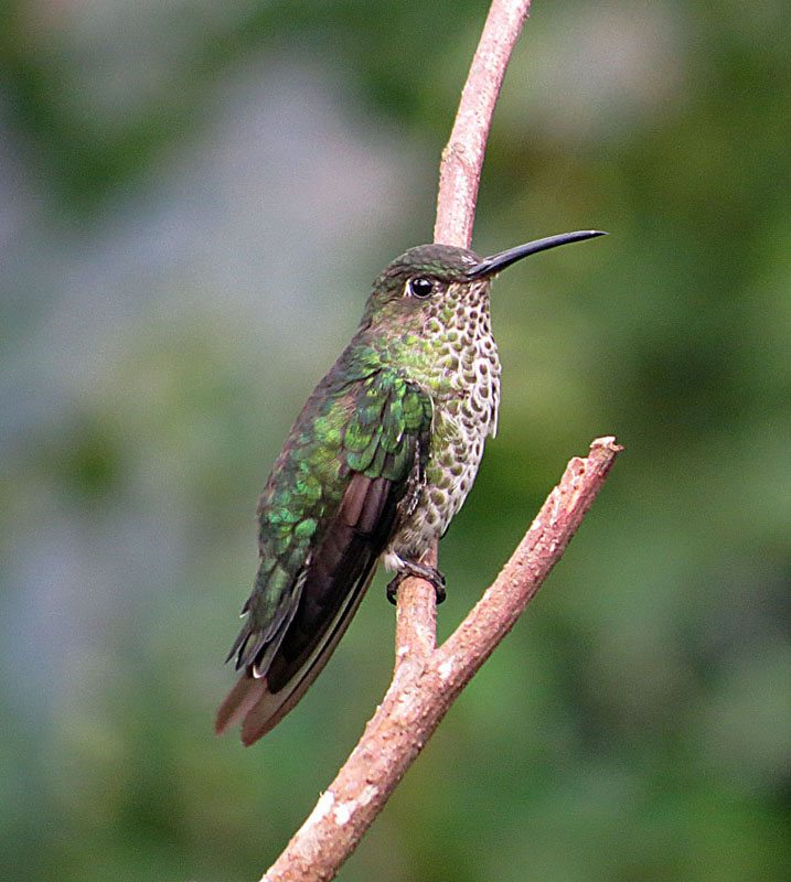 Many-spotted Hummingbird