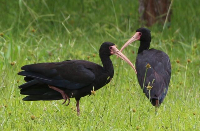 Sharp-tailed Ibis