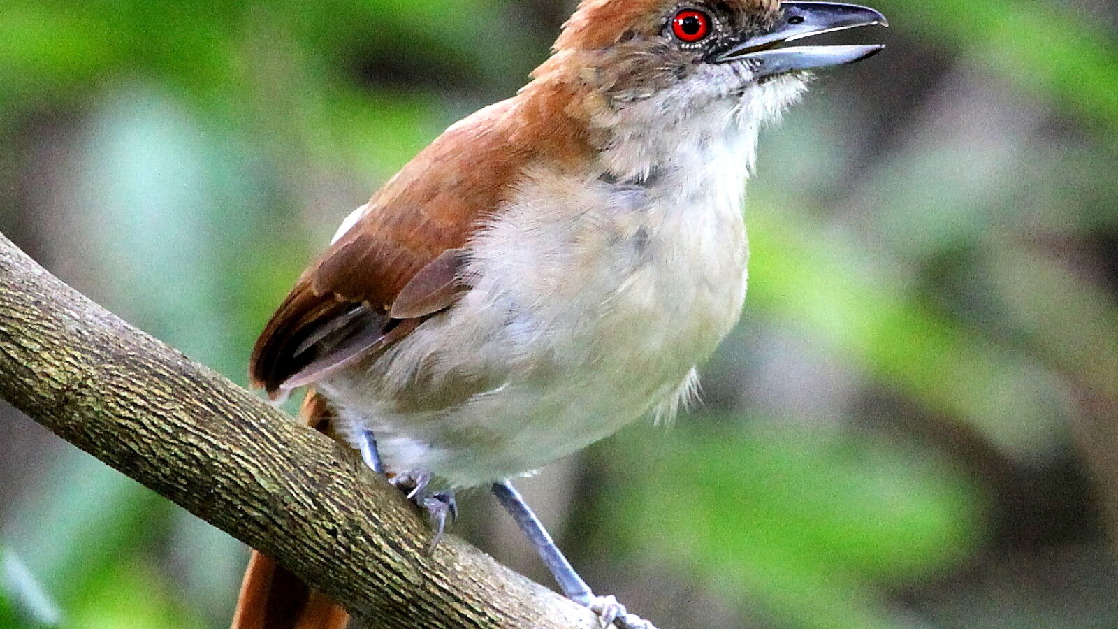Great Antshrike