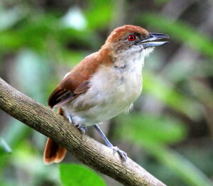 Great Antshrike