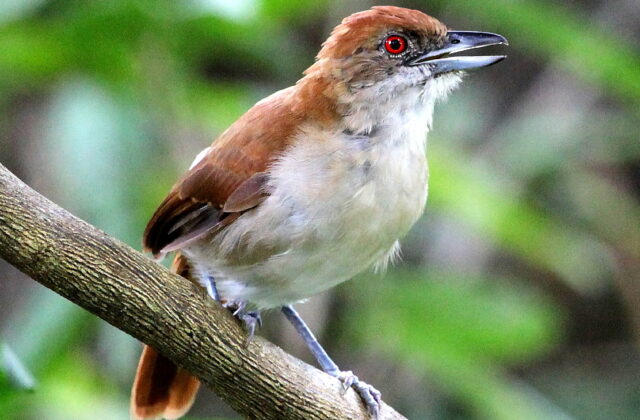 Great Antshrike