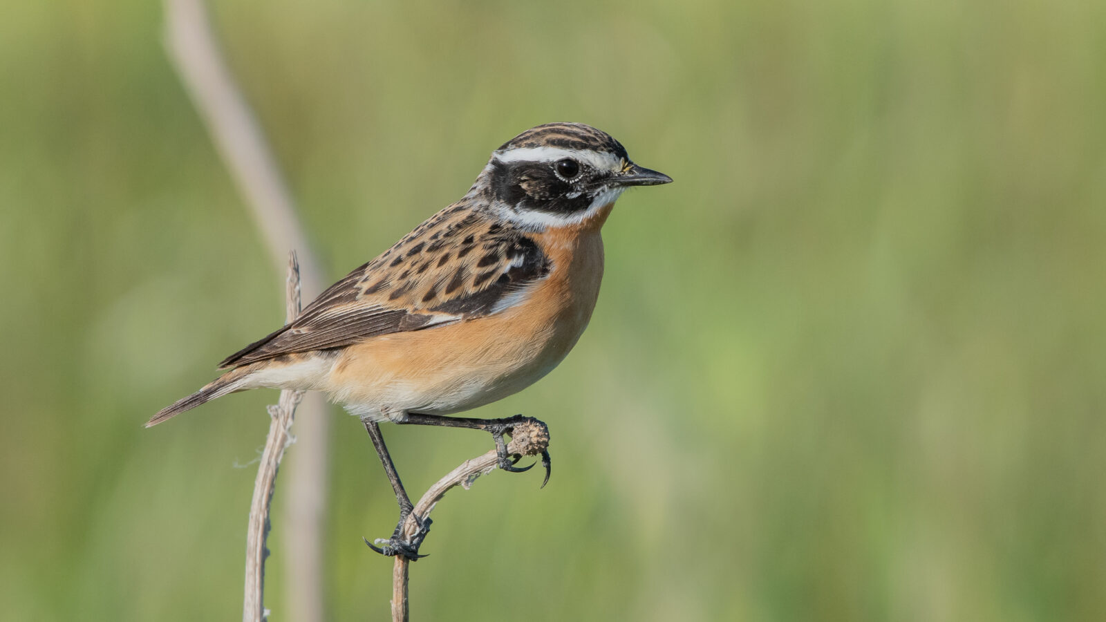 Whinchat