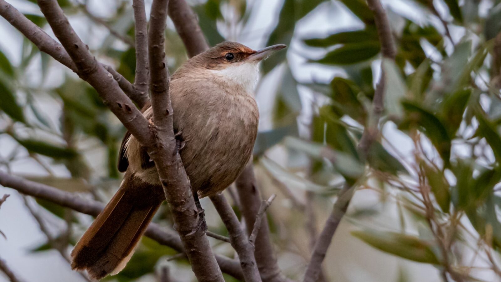 Chaco Earthcreeper