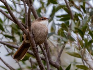 Chaco Earthcreeper