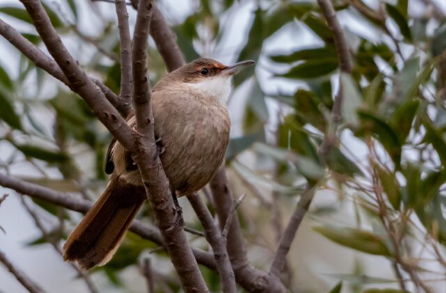 Chaco Earthcreeper