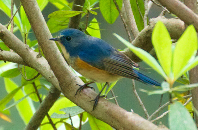 Qilian Bluetail