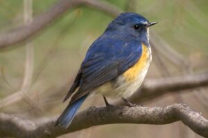 Red-flanked Bluetail