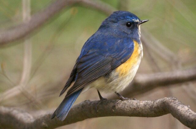 Red-flanked Bluetail