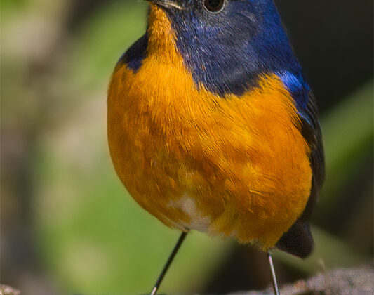 Rufous-breasted Bush Robin