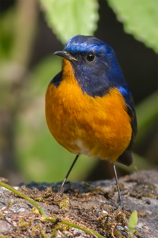 Rufous-breasted Bush Robin