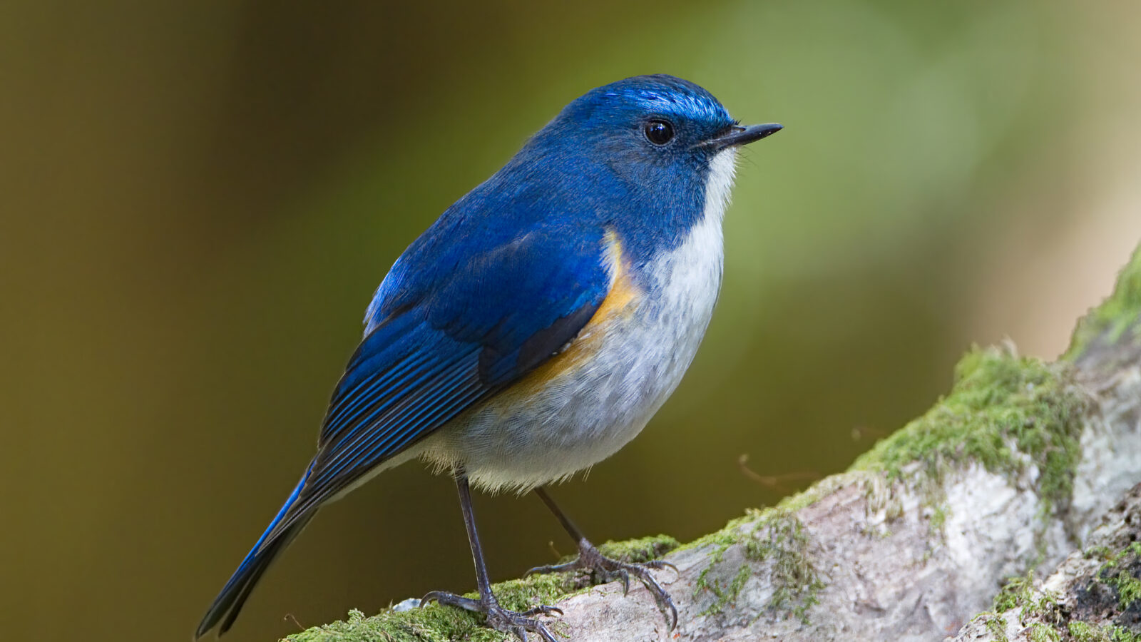 Himalayan Bluetail
