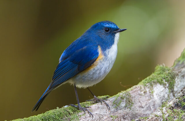 Himalayan Bluetail
