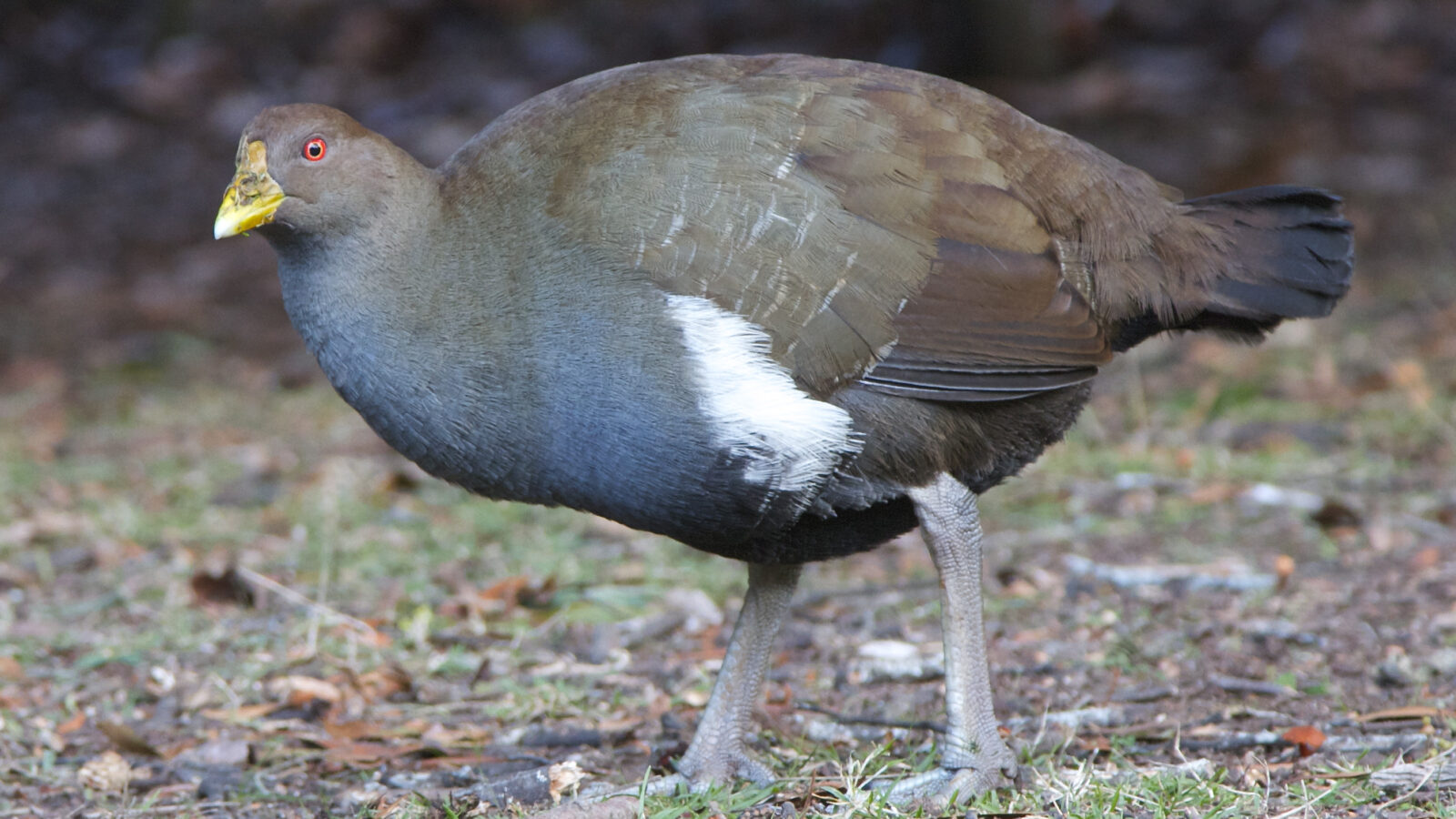 Tasmanian Nativehen