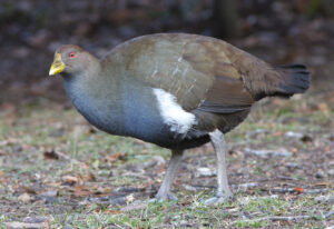 Tasmanian Nativehen