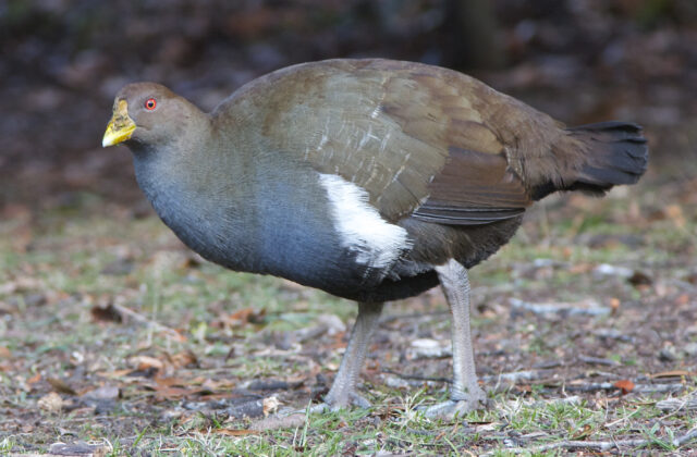 Tasmanian Nativehen