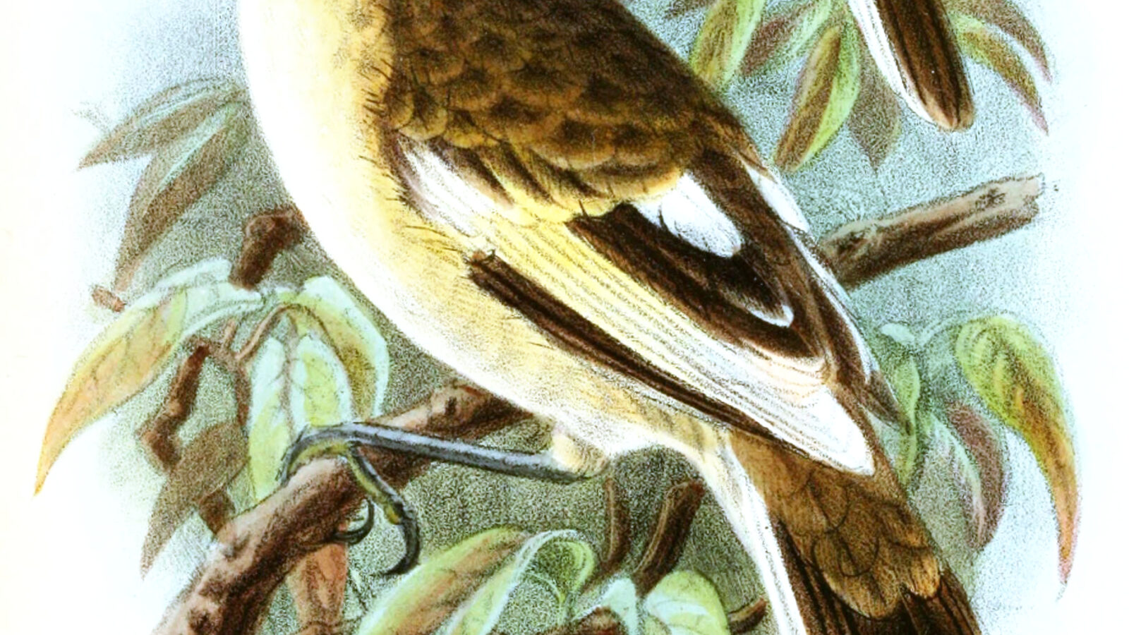 Pitcairn Reed Warbler