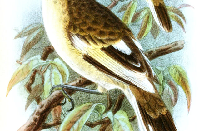 Pitcairn Reed Warbler