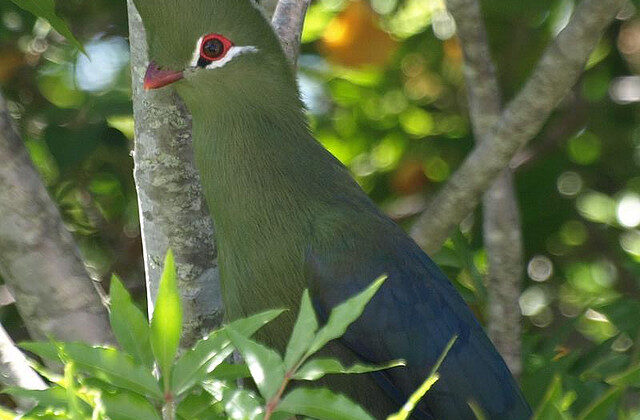 Knysna Turaco