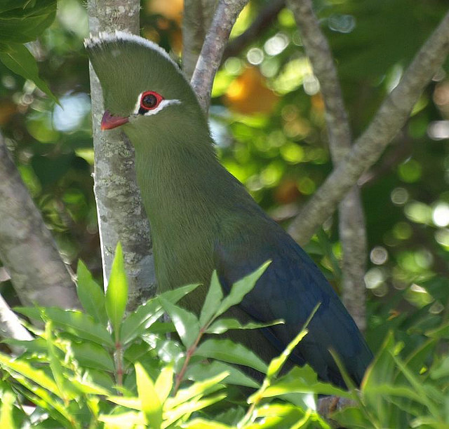 Knysna Turaco