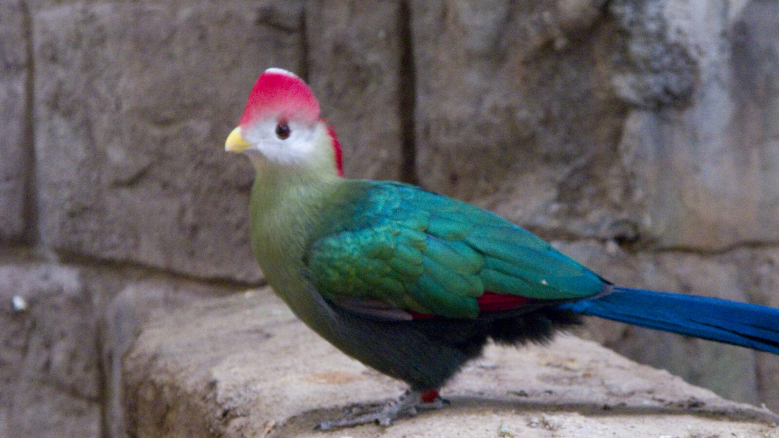 Red-crested Turaco