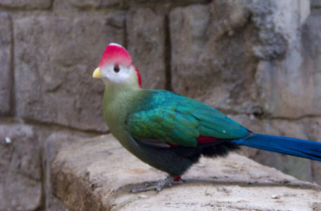 Red-crested Turaco