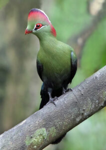 Fischer’s Turaco