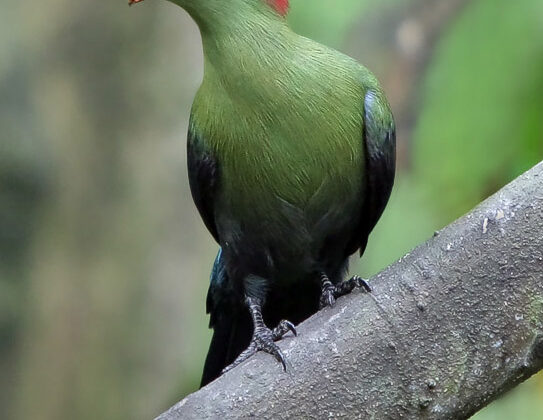 Fischer’s Turaco