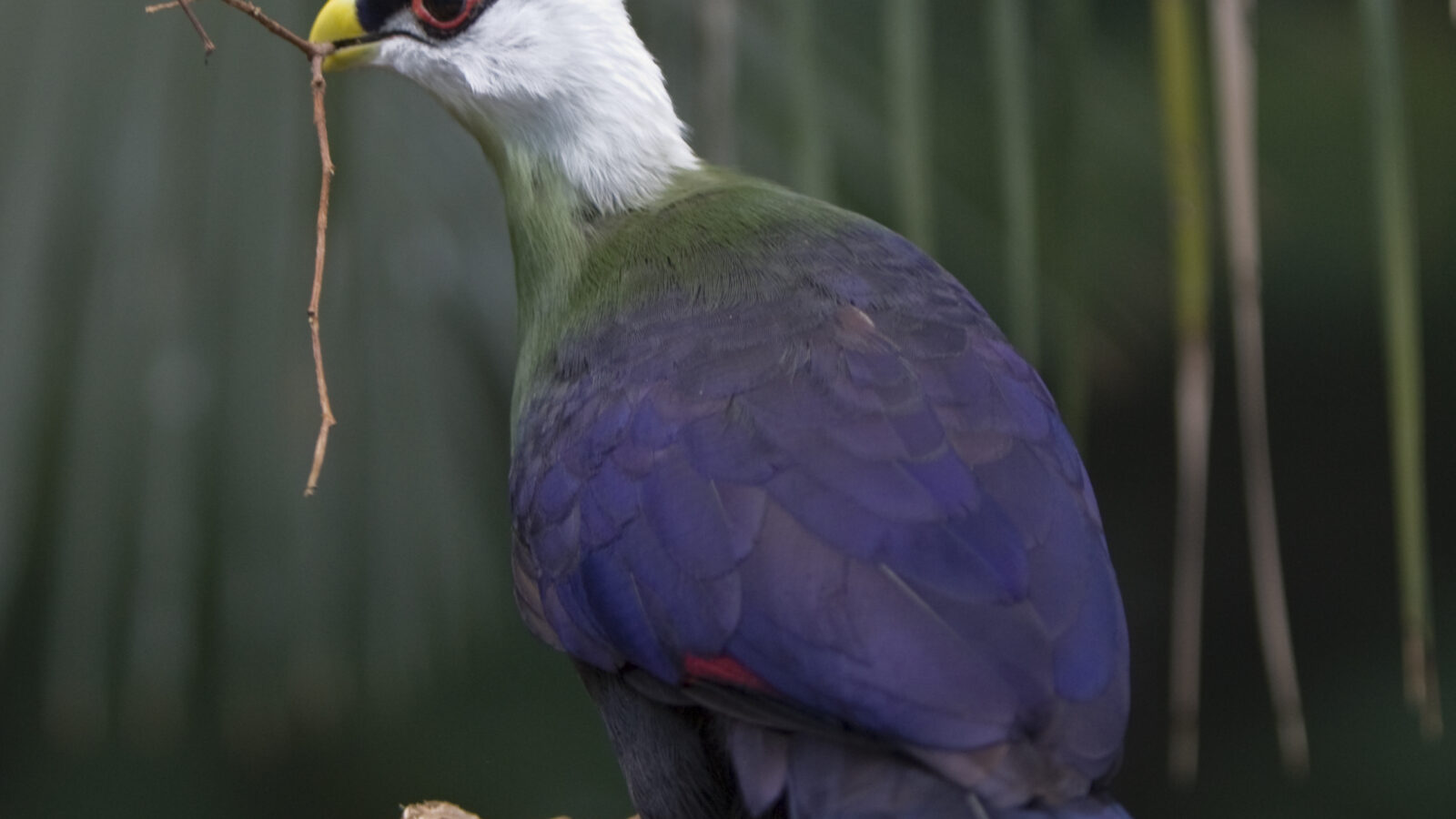 White-crested Turaco