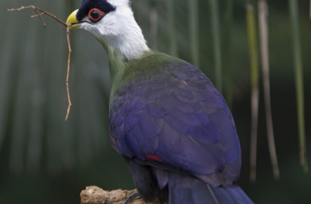 White-crested Turaco