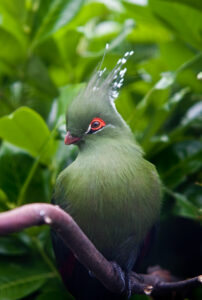 Schalow’s Turaco