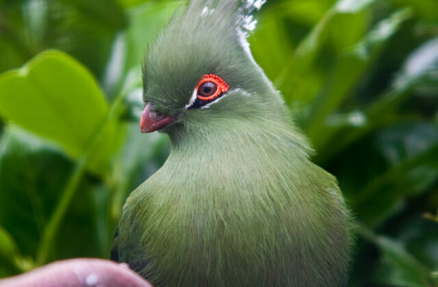 Schalow’s Turaco