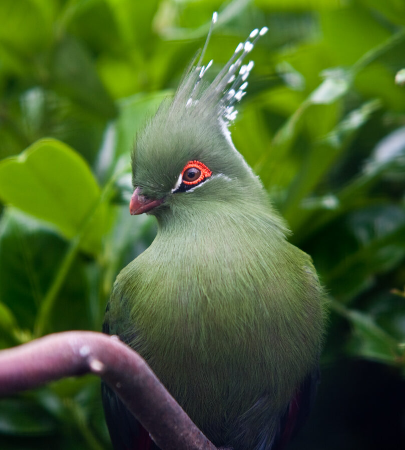 Schalow’s Turaco