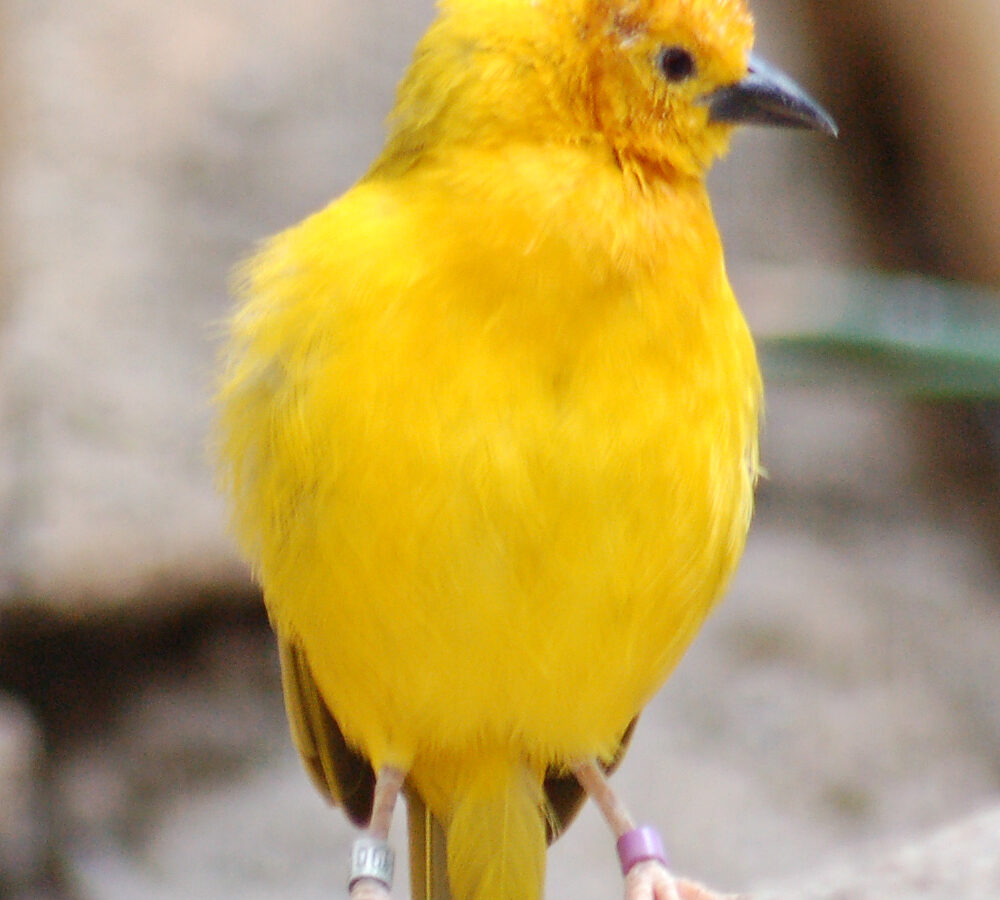 Taveta Weaver