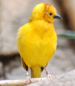 Taveta Weaver