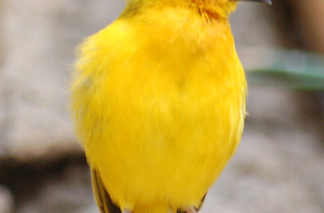 Taveta Weaver