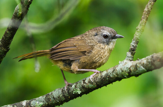 Tawny-breasted Wren-Babbler