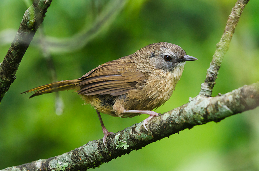 Tawny-breasted Wren-Babbler