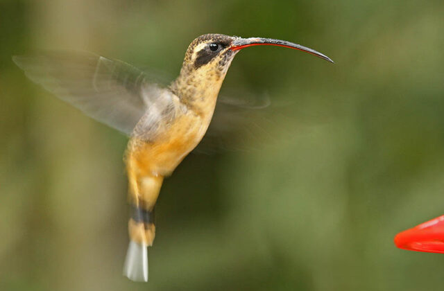 Tawny-bellied Hermit
