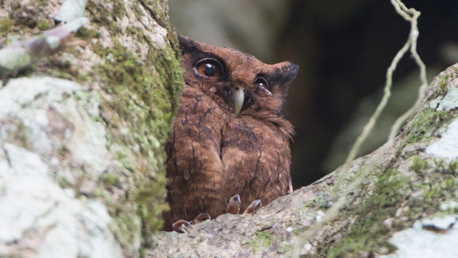 Tawny-bellied Screech Owl