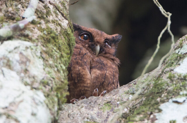 Tawny-bellied Screech Owl
