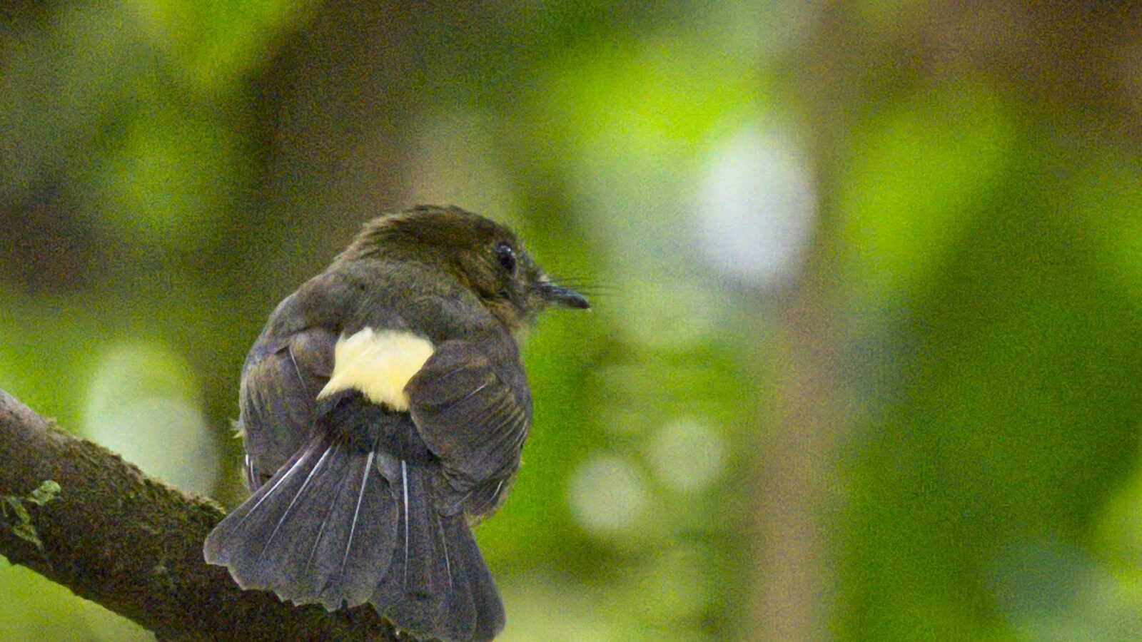 Tawny-breasted Myiobius