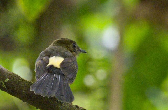 Tawny-breasted Myiobius