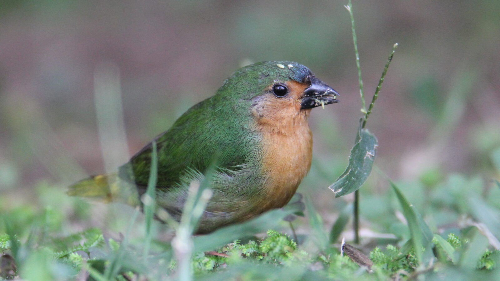 Tawny-breasted Parrotfinch