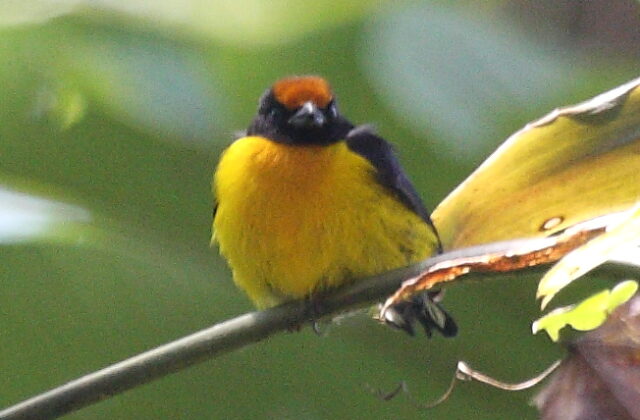 Tawny-capped Euphonia