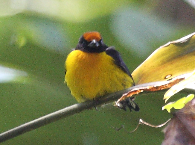 Tawny-capped Euphonia