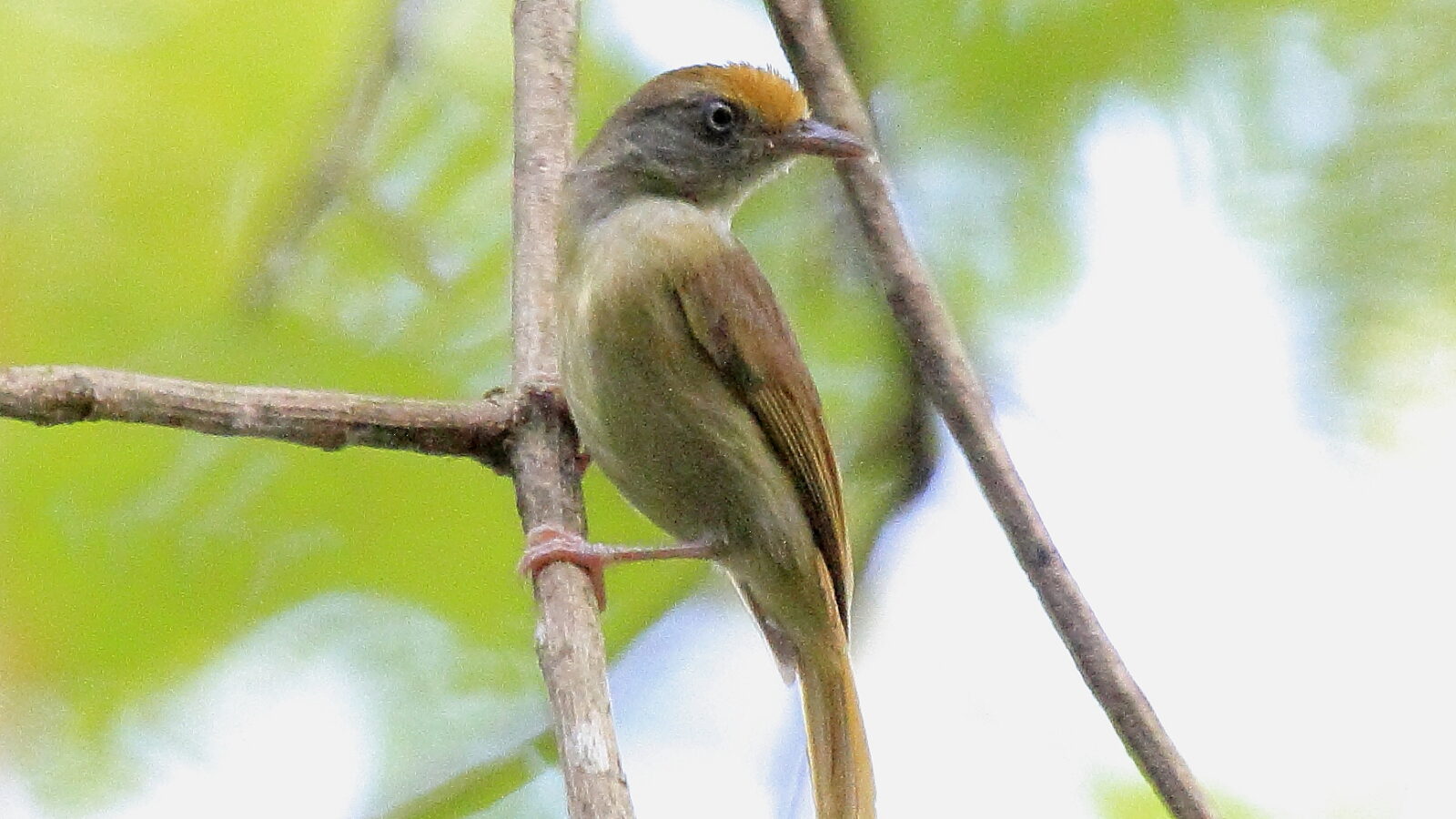 Ochre-crowned Greenlet